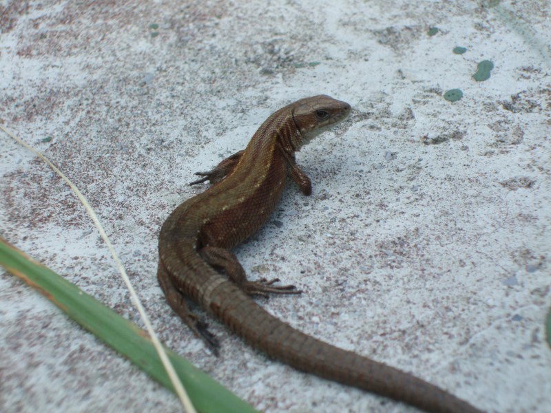 Zootoca vivipara in Trentino